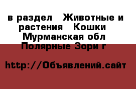  в раздел : Животные и растения » Кошки . Мурманская обл.,Полярные Зори г.